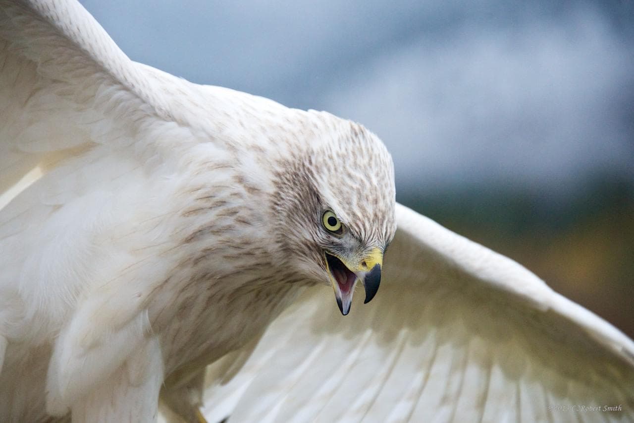 Light-colored hawk gliding outdoors with wings fully spread in flight