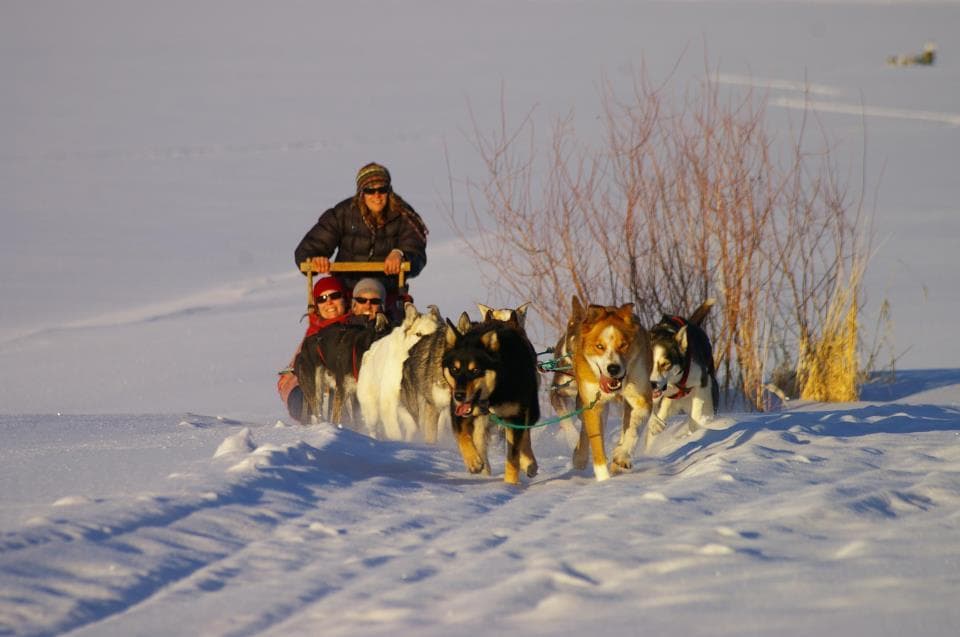 Dog sled team sprinting over sunlit snowy plain with musher