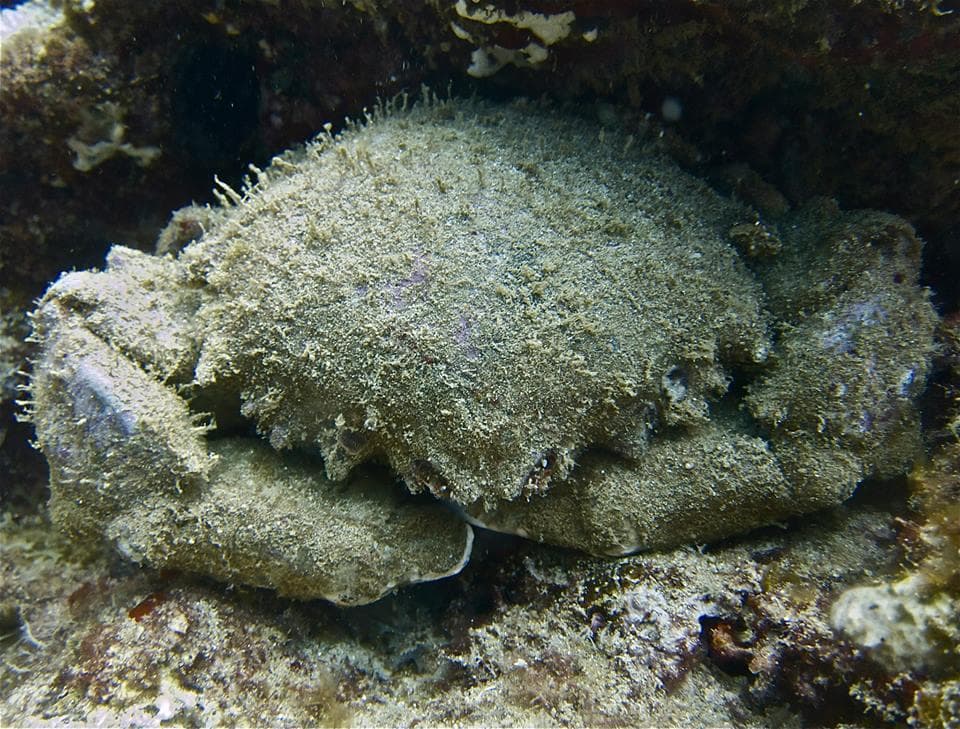 Water Activities & Waikiki: 2 Tank Reef Dives with Banzai Divers Hawaii