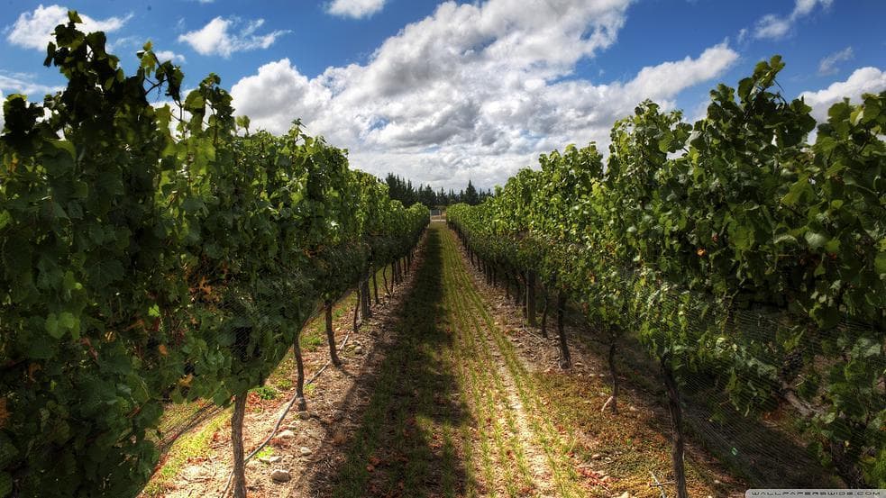 Vineyard rows under blue sky for scenic wine tours in California