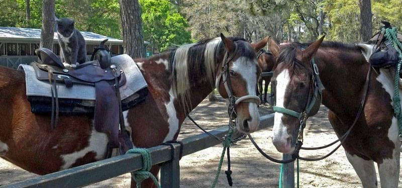 Saddled horses tied at hitching post ready for trail ride