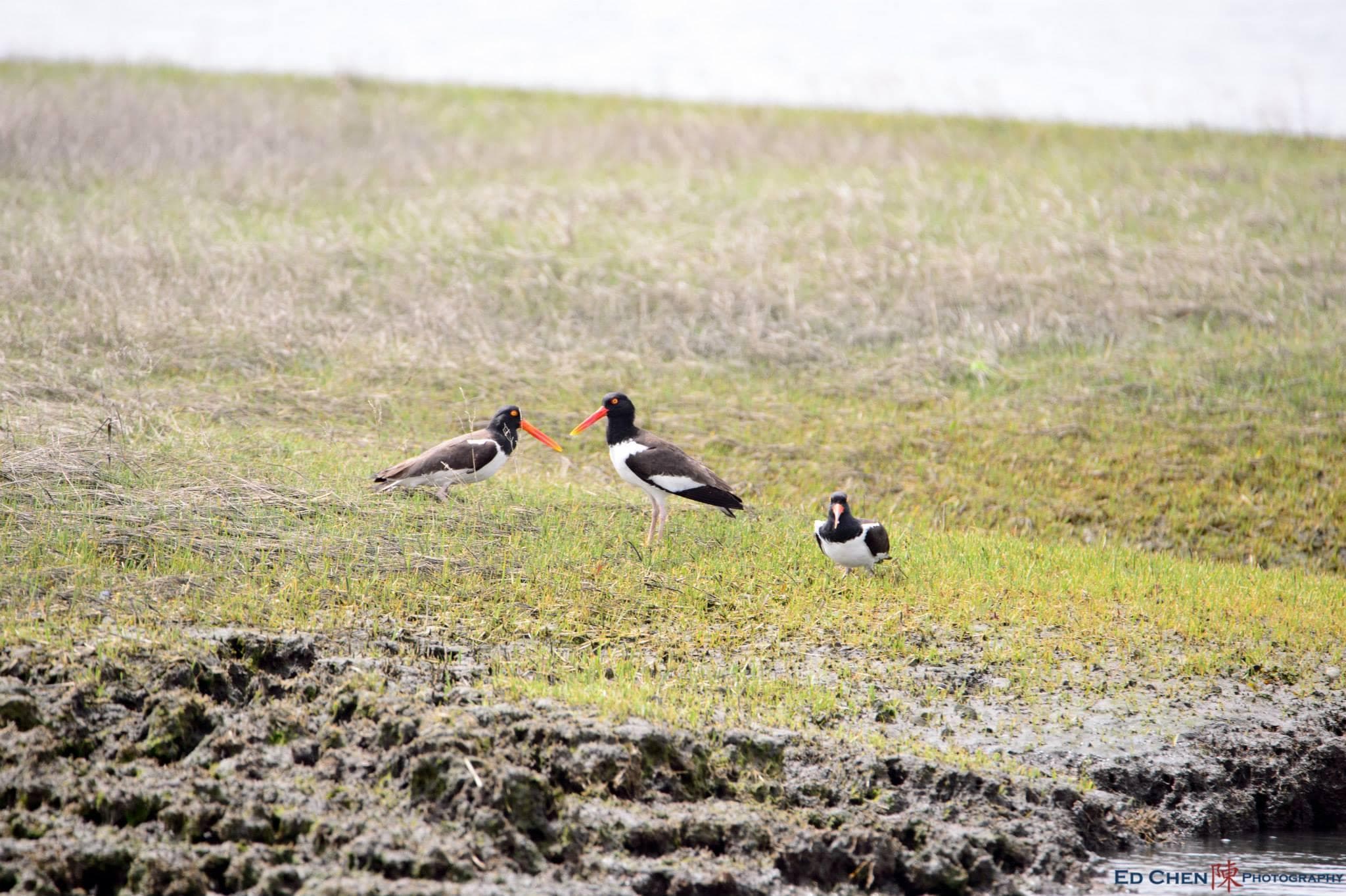 Salt Marsh Safari on The Skimmer fleet