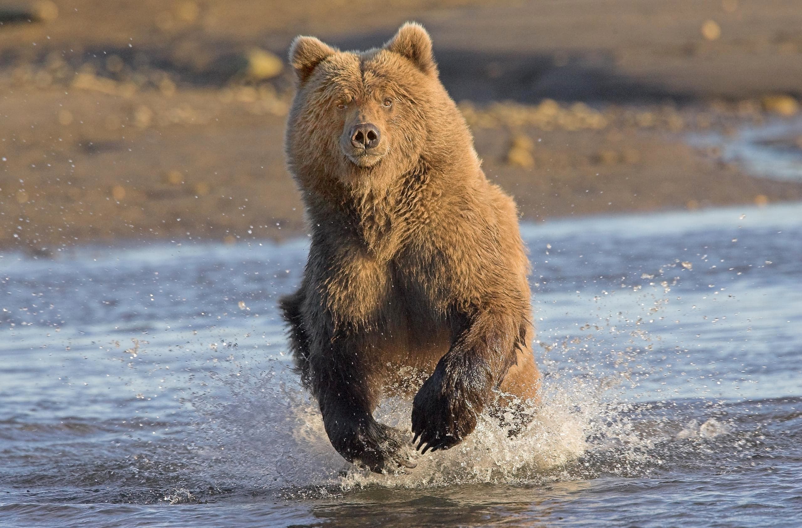 Bear Viewing - 5 hour tour | Wildlife in Homer, Alaska