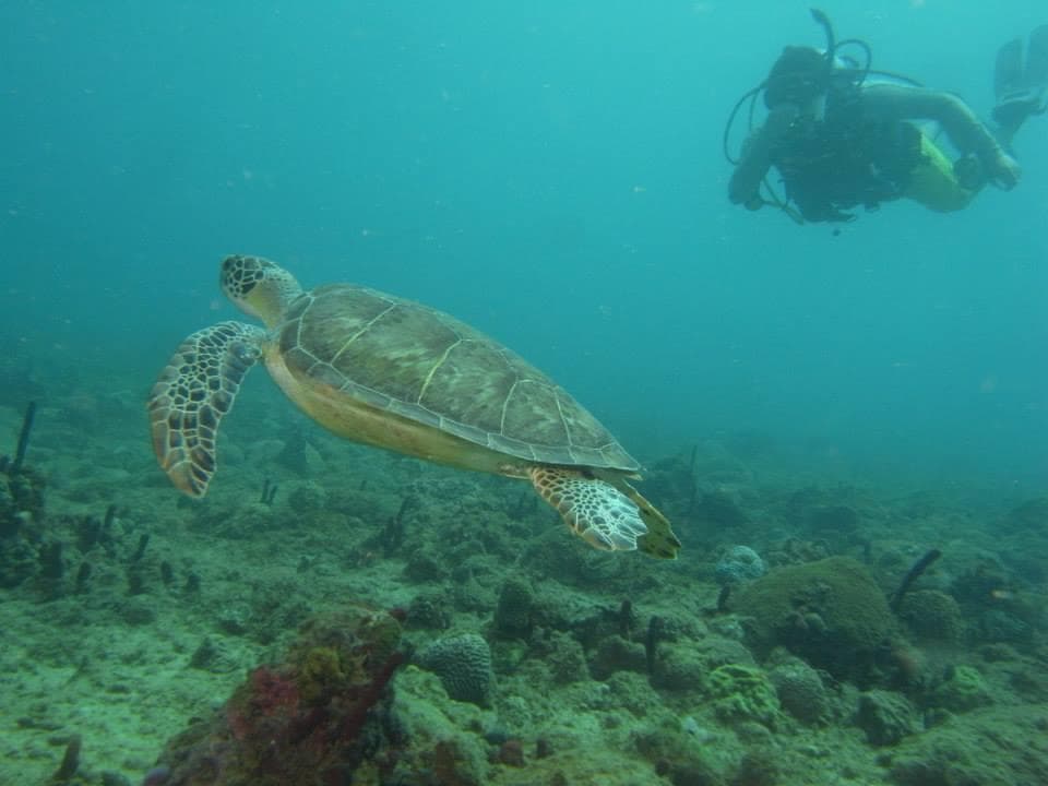 Sea turtle gliding over coral reef with scuba diver nearby