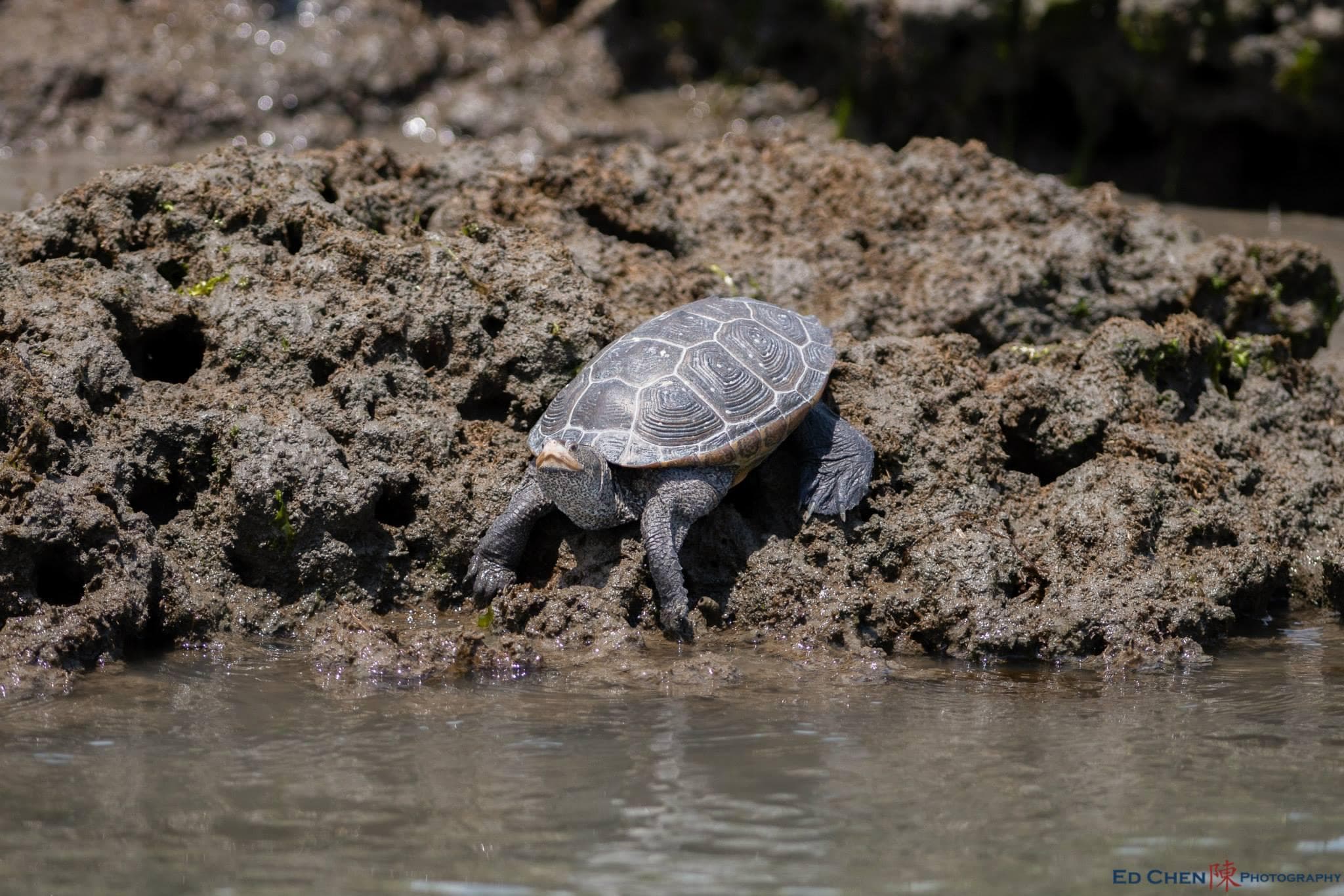 Salt Marsh Safari on The Skimmer team