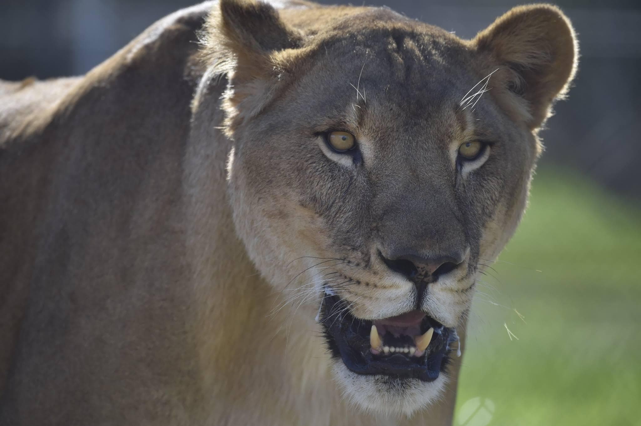 Exclusive Member Visits at Lions Tigers & Bears: Up-Close Encounters with Rescued Wildlife in Alpine, CA