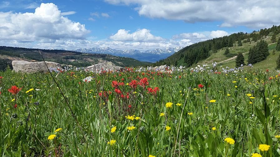 Wildflower alpine meadow with rolling mountains for scenic rides