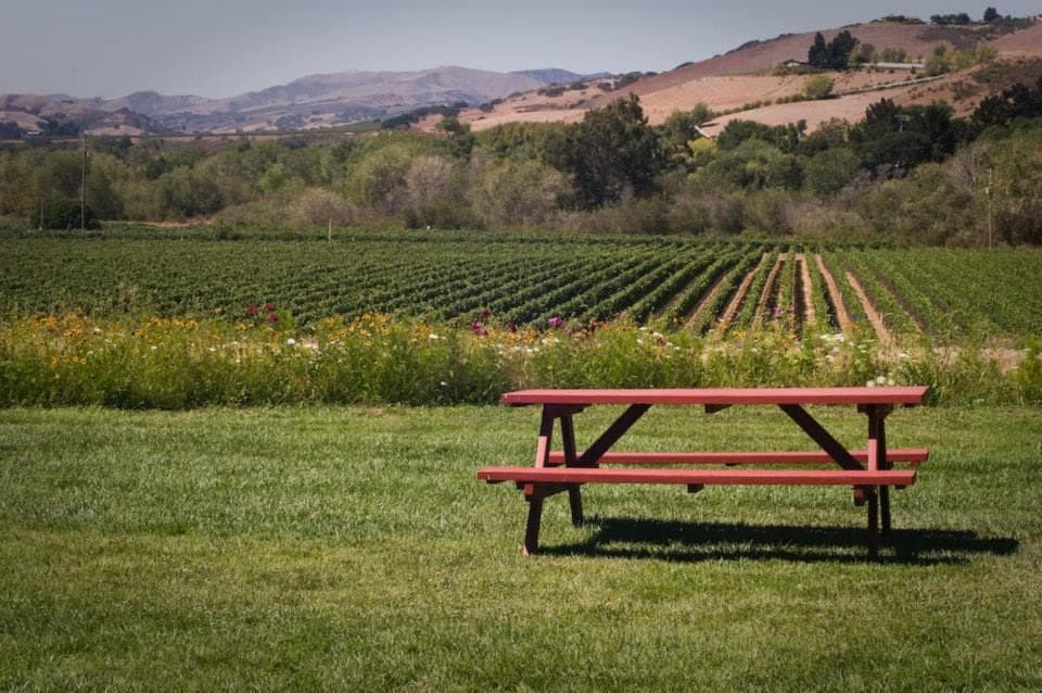 Picnic table in scenic vineyard with rolling hills view