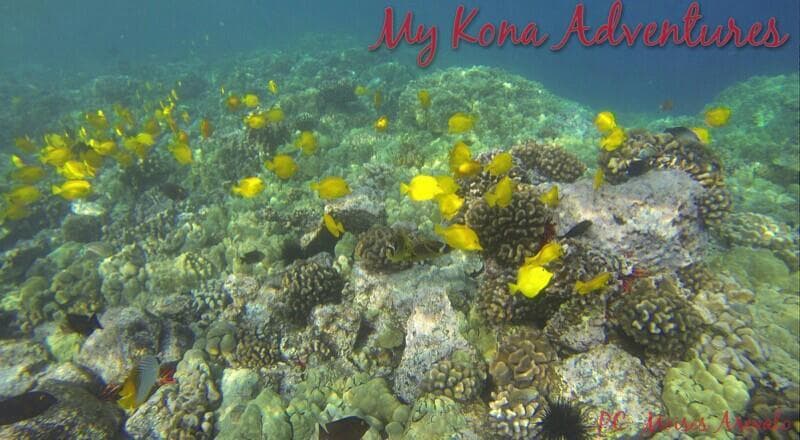 My Kona Adventures team