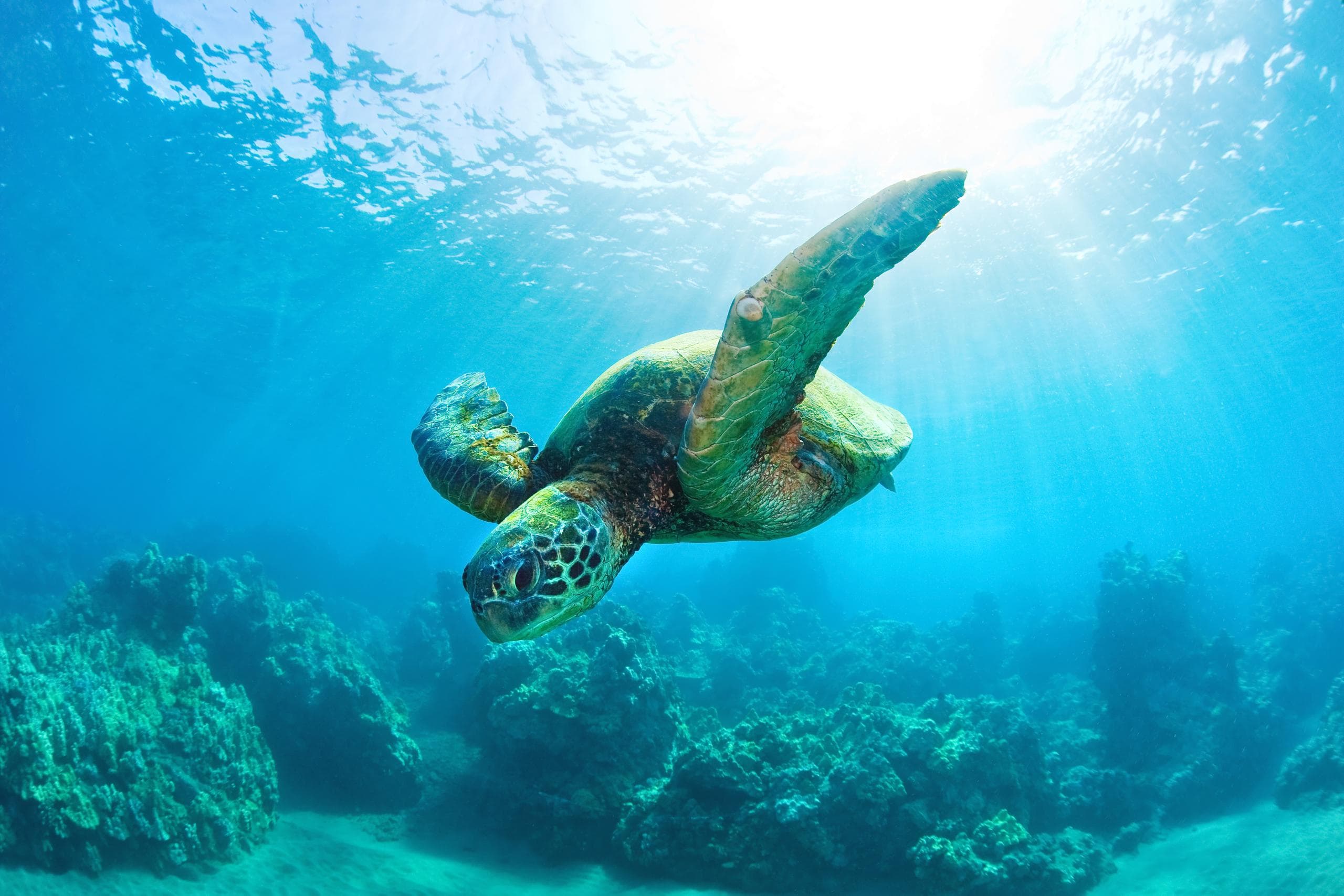 Green sea turtle swimming over coral reef in clear ocean