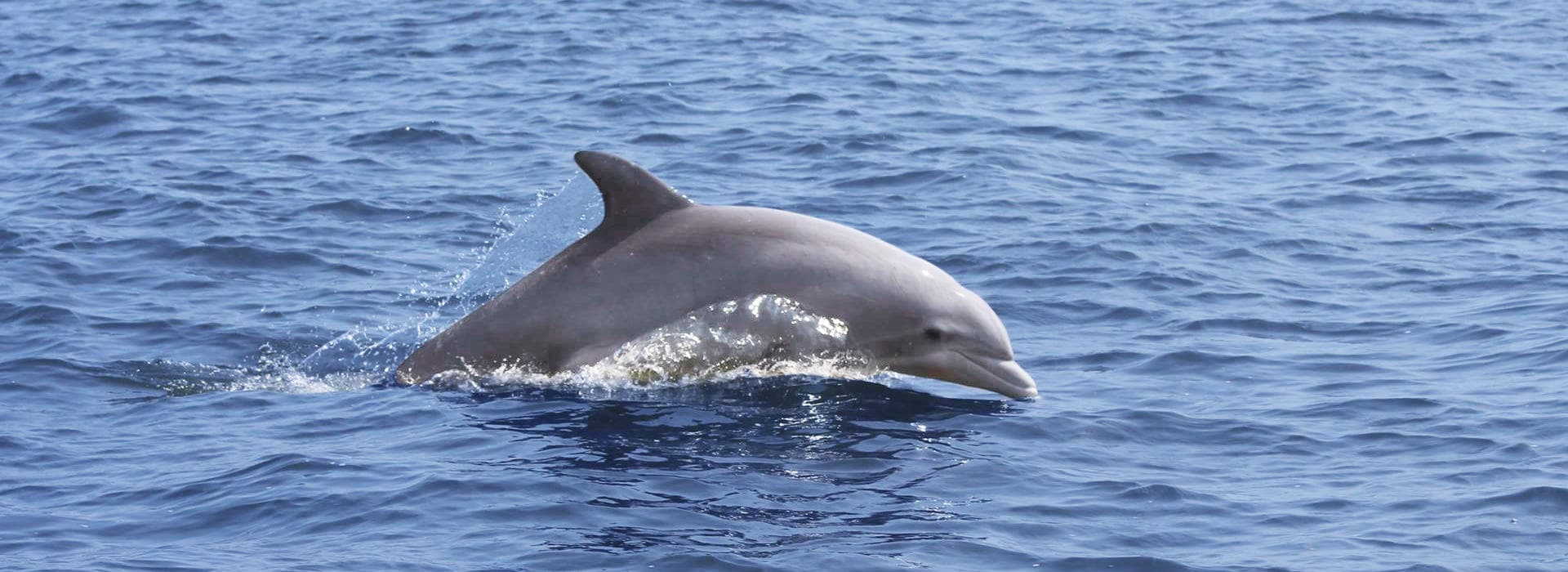 Bottlenose dolphin surfacing off Outer Banks coast during cruise
