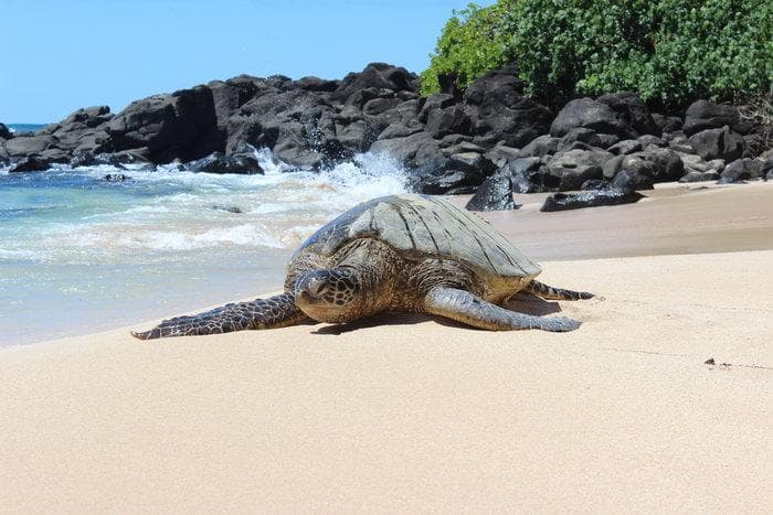 Hawaii Turtle Tours team