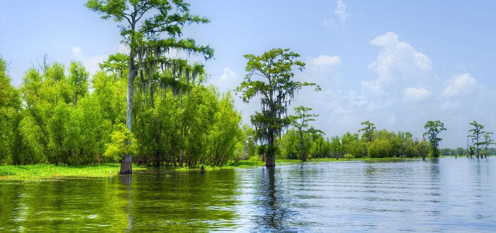 Cypress swamp boat tour through Louisiana bayou with reflections