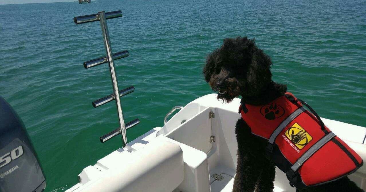 Private Charter with your dog | Private in Stock Island, Florida