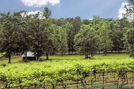 Expansive vineyard rows and oak trees under blue sky panorama