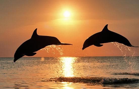 Two dolphins leaping at sunset over ocean shoreline