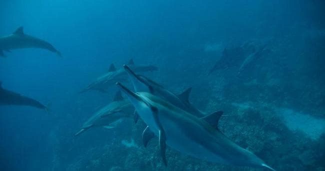 Humpback whale tail fluke diving offshore Kona deep blue ocean