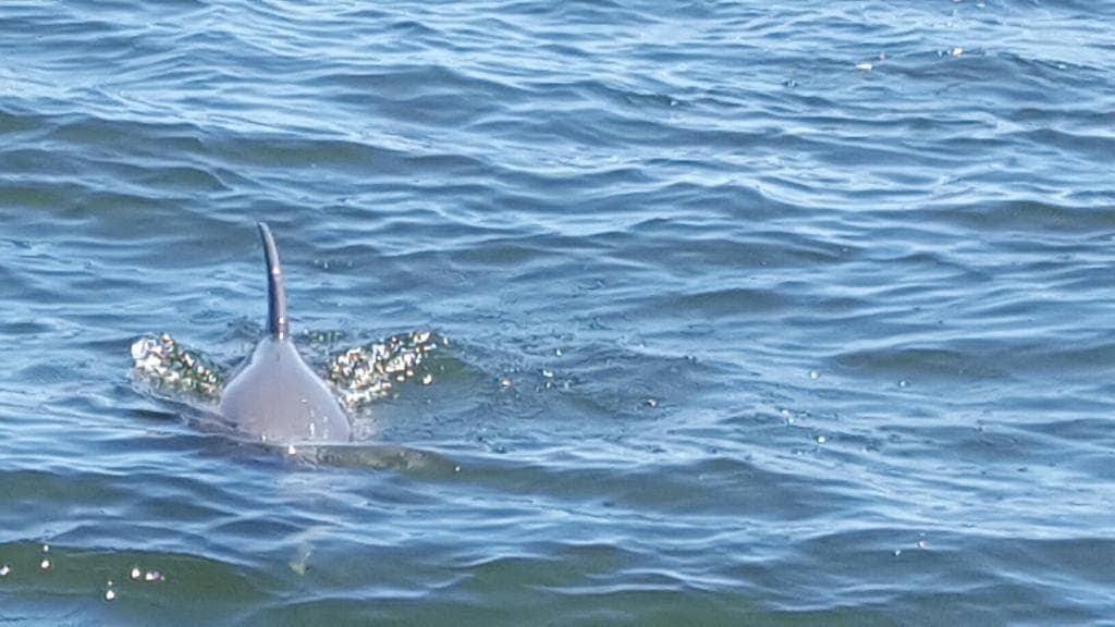 Bottlenose dolphin surfacing with dorsal fin in open ocean waters