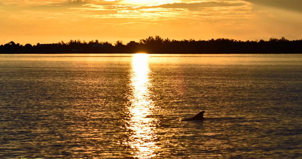 Sunset & Dolphin Cruise by Banana Bay Tour Company in Cape Coral
