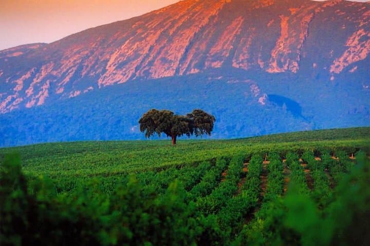 Arrábida Wine Tasting & Coastal View Private Half-Day Tour photo 4