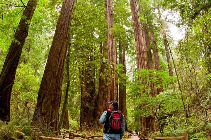 Walk Mill Valley Redwoods and Mt. Tamalpais: Guided 3–4 Hour Forest Walk
