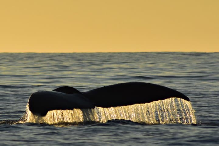 Sunset Whale Cruise Cabo San Lucas: Humpback Watching, Wine & The Arch photo 2