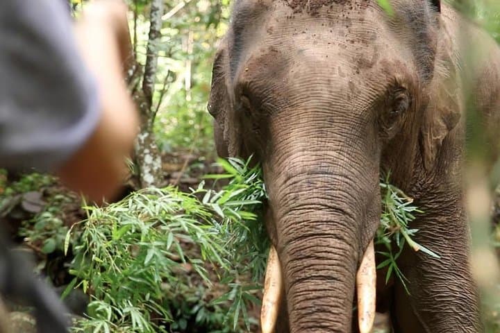 Kindred Spirit Elephant Sanctuary: 2-Day Ethical Homestay near Chiang Mai