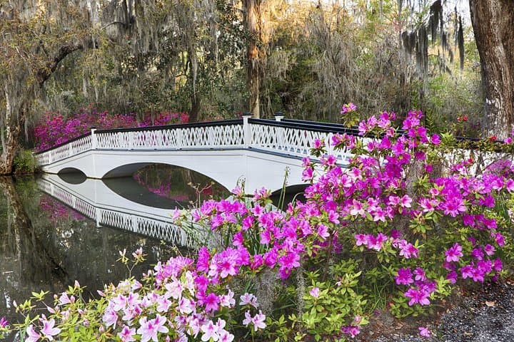 Exploring Magnolia Plantation: A Historic Garden Tour with Wildlife on the Ashley River photo 2