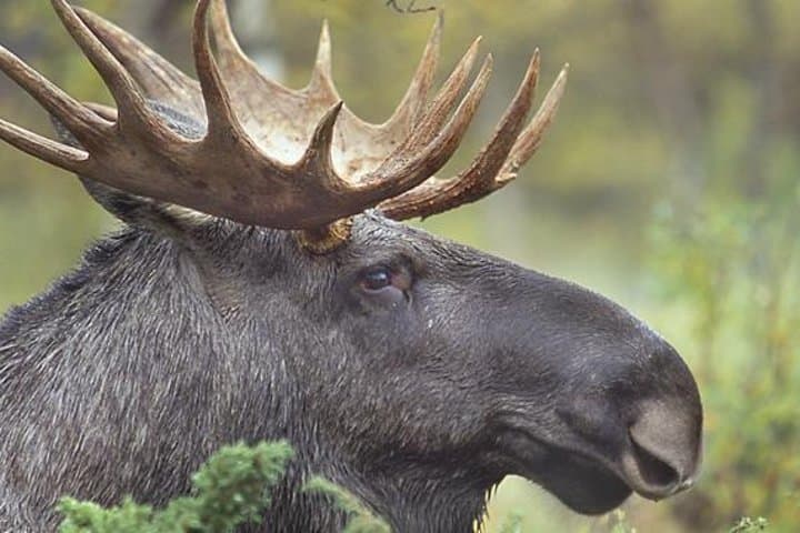 Evening Wildlife Safari from Stockholm: Moose, Rune Stones & Midsummer Meal photo 1