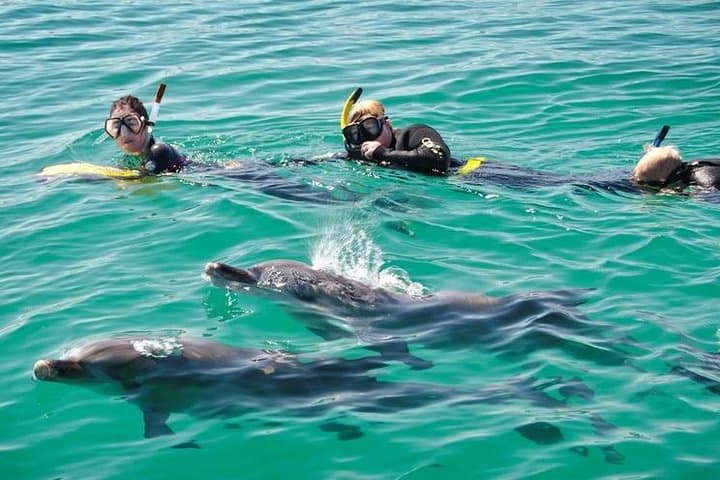 Rockingham Swim with Wild Dolphins Day Tour from Perth photo 2