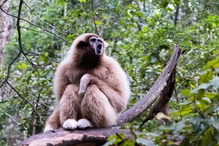 Monkeyland Plettenberg Bay: Guided Free-Roaming Primate Sanctuary Tour