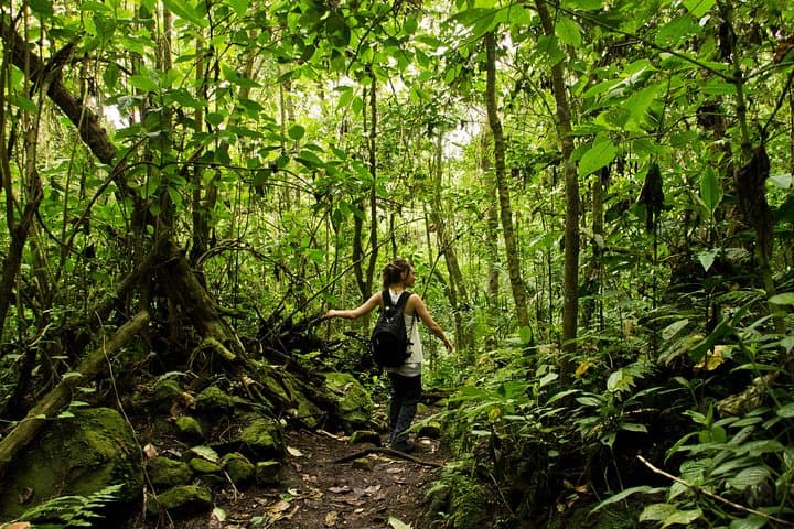 Chicaque National Park Cloud-Forest Hike from Bogotá