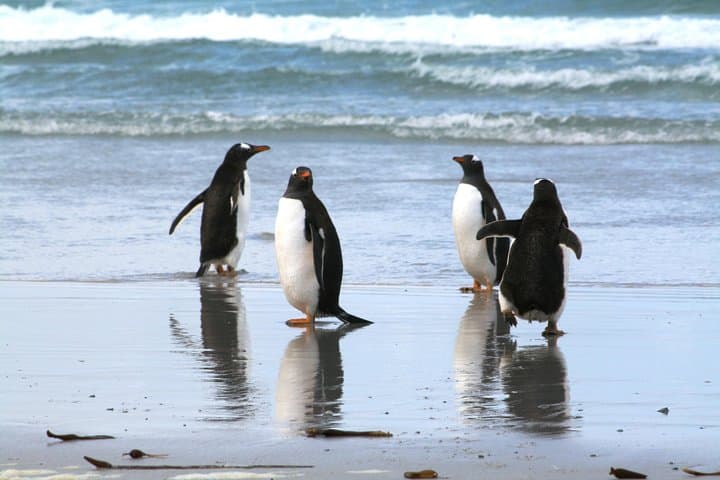 Berthas Beach Gentoo Penguin Tour from Stanley — Falklands Wildlife Viewing