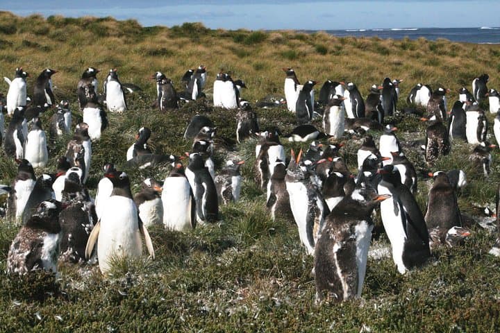 Berthas Beach Gentoo Penguin Tour from Stanley — Falklands Wildlife Viewing photo 2