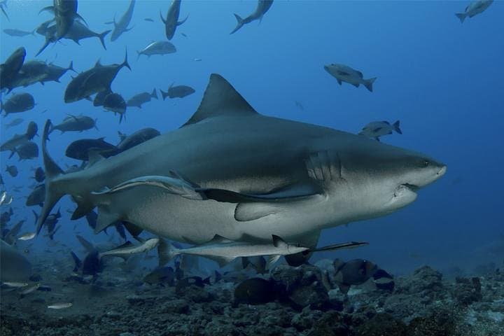 Ultimate Shark Encounter at Beqa Lagoon: Two‑Tank Shark Dive in Fiji