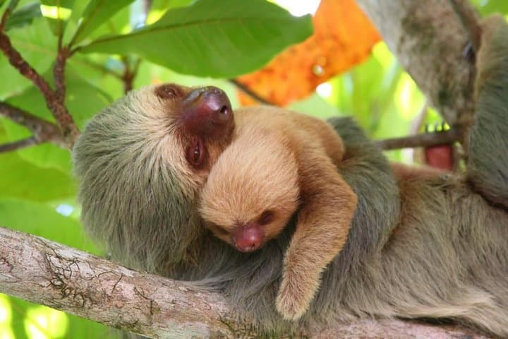 Manuel Antonio Day Trip from San Jose — Beaches, Monkeys & Rainforest Trails photo 2