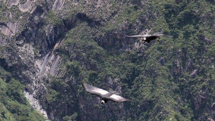 Apurimac Canyon Condor Viewing From Cusco: Full-Day Wildlife Excursion photo 3
