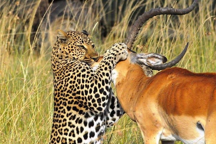 5-Day Masai Mara, Lake Nakuru & Lake Naivasha Safari — Big Five, Flamingos & Birding photo 5