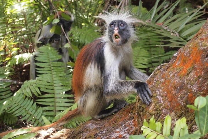 Jozani Forest Reserve: Half-Day Guided Walk to See Zanzibar’s Red Colobus photo 4