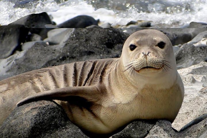 North Shore Off-Road Adventure: Ford Raptor Wildlife & Coastal Sanctuary Tour photo 3