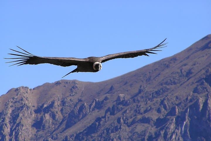 Cusco Condor Tour: See Andean Condors Over Apurimac Canyon (1-Day)