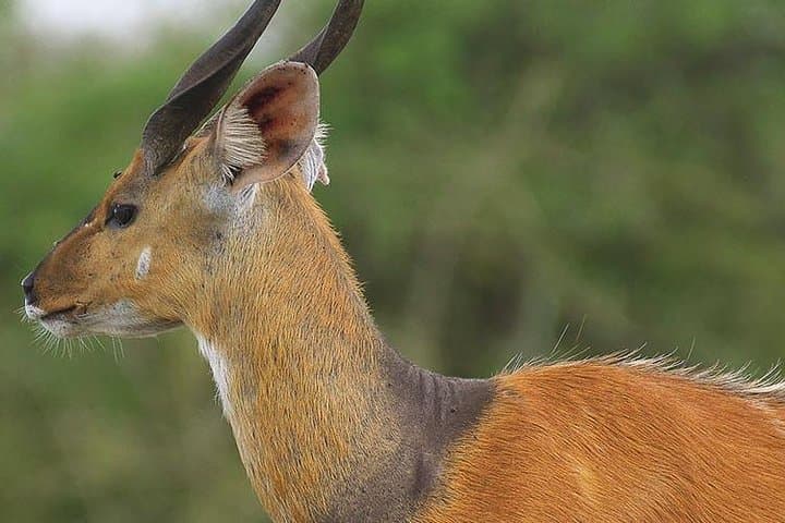 Full-Day Lake Mburo Safari from Kampala — Zebras, Hippos & Equator Stop