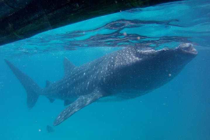 Whale Shark Watching in Oslob: Small-Group Day Trip from Cebu