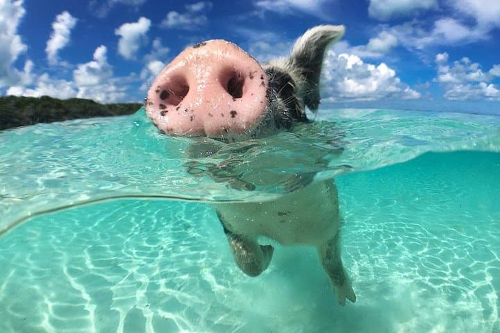 Exuma Day Away: Original Swimming Pigs Excursion from Nassau photo 2