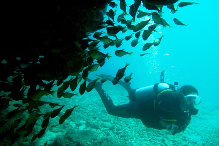 Scuba Dive Ningaloo Reef: Full-Day Guided Dives to Manta Rays, Potato Cod & Turtles