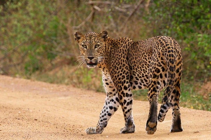 Overnight Camping for Leopard Watching at Yala National Park photo 2