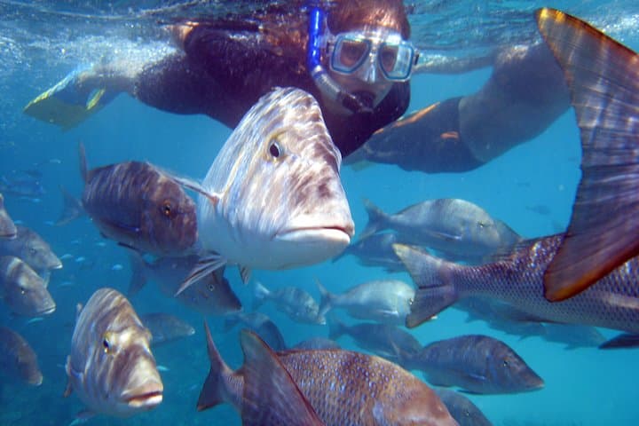 Ningaloo Reef: 2-Hour Coral Viewing and Snorkeling in Coral Bay