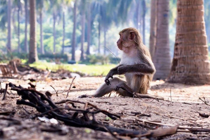 Can Gio Biosphere Reserve Day Trip: Mangroves, Monkeys & Birdwatching photo 2