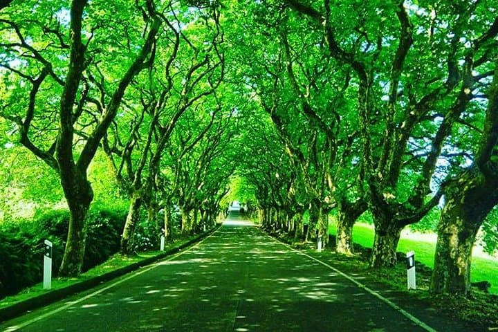 Around Terceira Island: Full-Day Van Tour to Serra do Cume & Biscoitos