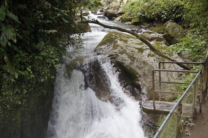 Mindo Cloudforest Birdwatching Day Trip from Quito